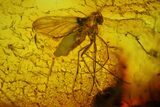 Two Fossil Flies (Diptera) In Baltic Amber #207508-2